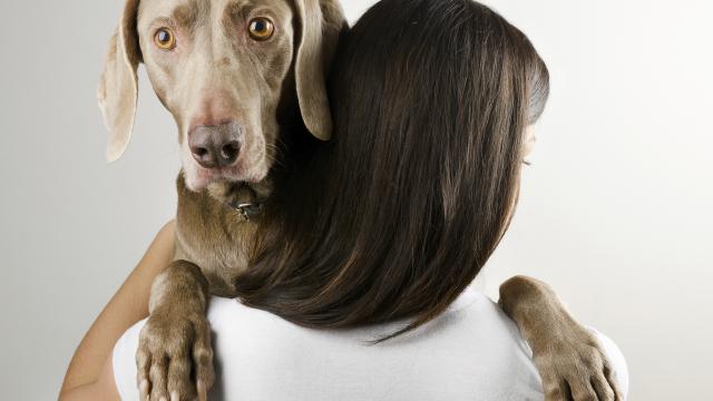Hond luistert op zelfde manier naar taal als mens topic icon